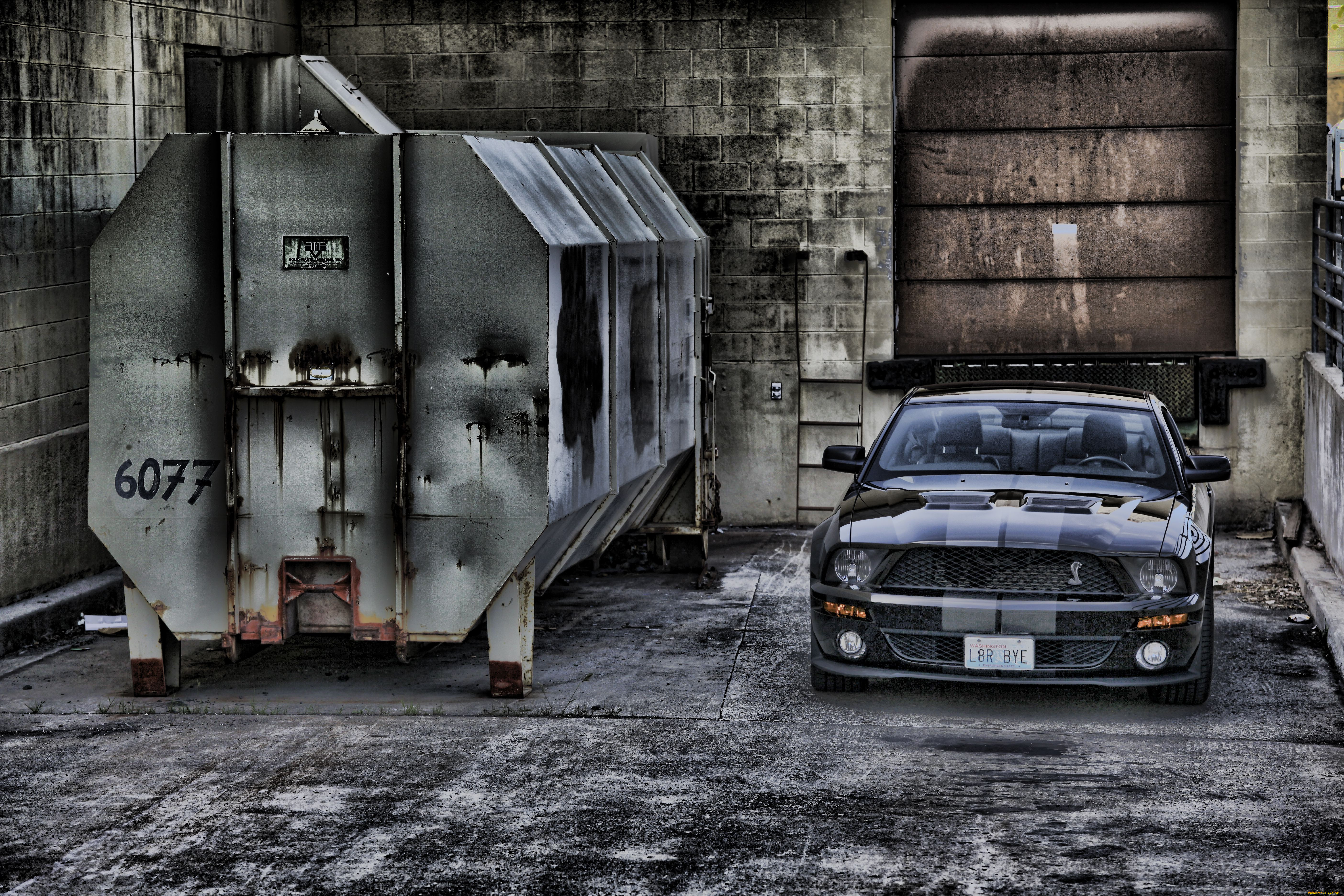 , mustang, 